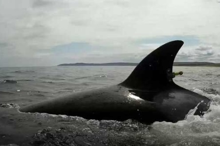 ВНИРО: все выпущенные из "китовой тюрьмы" косатки добрались до Шантарских островов