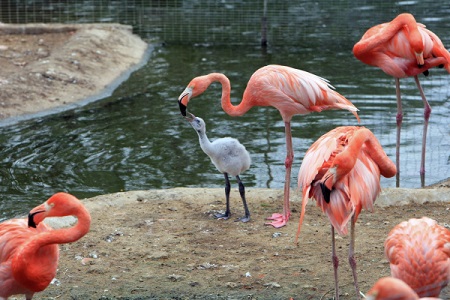 Семь птенцов фламинго родились этим летом в Московском зоопарке