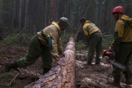 Большинство россиян связывают лесные пожары с работой "черных" лесорубов
