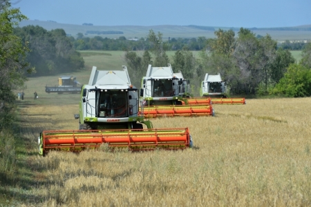 Более 14 млн тонн зерна планируют собрать в СФО в 2019 г