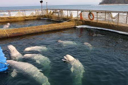 Паводок на Амуре задерживает следующий этап выпуска белух из "китовой тюрьмы"