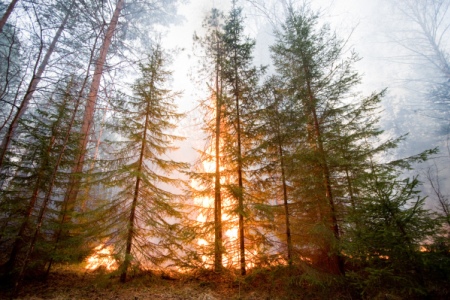 Около 25 тыс. га леса горит в Якутии