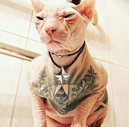 Екатеринбургский спортсмен объявил вознаграждение в полмиллиона рублей за потерявшегося лысого кота в татуировках