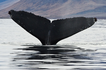 Группа ученых из девяти стран обратилась в Росприроднадзор с просьбой запретить вылов китообразных