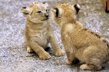 Трое львят родились в сафари-парке в Крыму