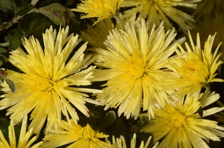 50 тысяч хризантем покажут на выставке в крымском ботаническом саду