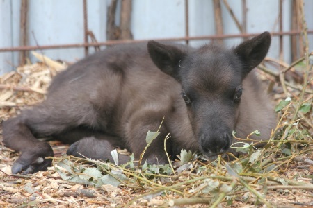 Посетители до смерти закормили северного олененка в зоопарке Удмуртии