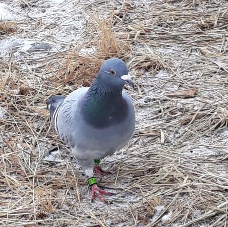 Заблудившегося гоночного голубя из Японии заметили в заповеднике "Магаданский"