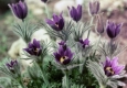 Феномен повторного цветения растений осенью наблюдают специалисты в Сибири