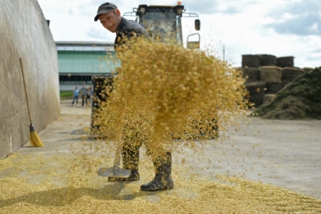 Омская область намолотила почти 3,2 млн тонн зерна