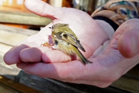 Международный центр по сохранению редких видов птиц создают на Камчатке