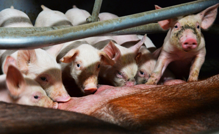 Очаг африканской чумы свиней выявлен на Ставрополье
