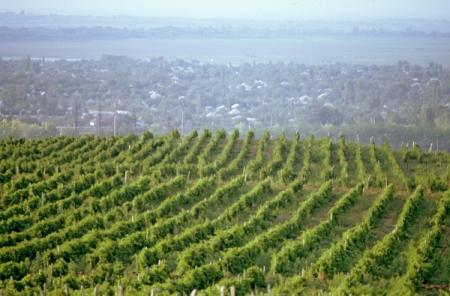 Губернатор Кубани предложил законодательно закрепить статус виноградопригодных земель