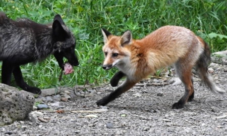 Власти Петербурга призвали горожан не трогать зашедших в город лис