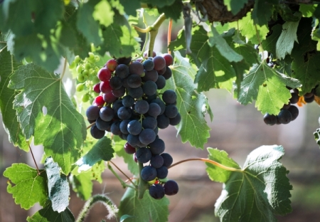 "Золотая Балка" в 2019г увеличила урожай винограда почти на 15%