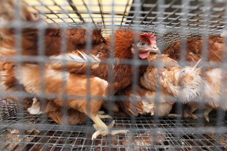 Оштрафовано руководство новосибирской птицефабрики, платившее зарплату курами