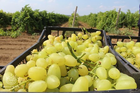 "Массандра" в 2019г собрала 17 тыс. тонн винограда