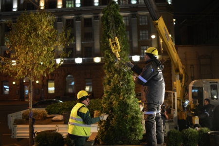 Около 1200 взрослых деревьев высадят на благоустроенных территориях Москвы