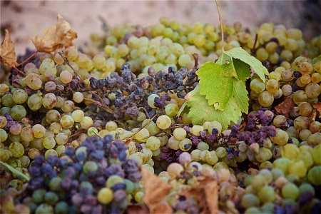 Краснодарский край в 2019г увеличил сбор винограда на 1,4%, до 212 тыс. т