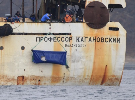 19 белух из "китовой тюрьмы" выпустили на свободу в бухте Успения