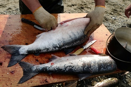 Росрыболовство сообщает о снижении цен на лососей на Дальнем Востоке