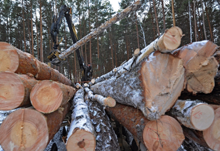 Начальник лесничества в Омской области осужден за незаконную вырубку леса на 13 млн рублей