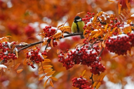 Петербуржцам расскажут о правилах подкормки птиц в зимнее время