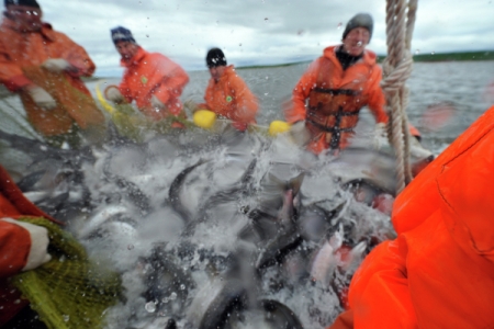Более 74 тыс. тонн тихоокеанских лососей добыла Сахалинская область в этом году