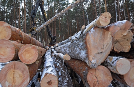 Красноярскому Минлесхозу расширили полномочия, он займется вопросами обработки древесины