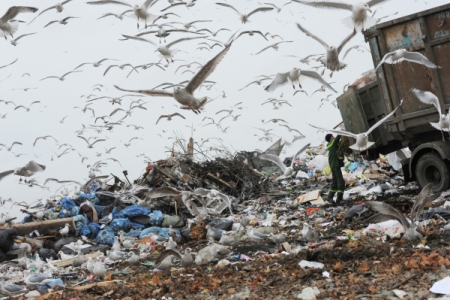 Глава Минприроды считает, что мусорная реформа в РФ идет неплохими темпами