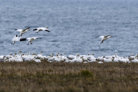 Заповедник "Остров Врангеля" на Чукотке открыл площадки для наблюдения за птицами