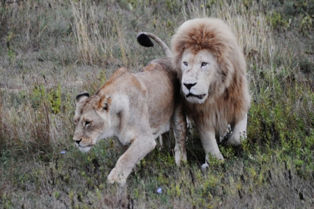 Власти Крыма не закроют крупнейший в Европе парк львов, хотя имеют претензии к его работе