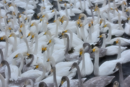 Более 1 тыс. лебедей-кликунов перезимуют на алтайском незамерзающем озере
