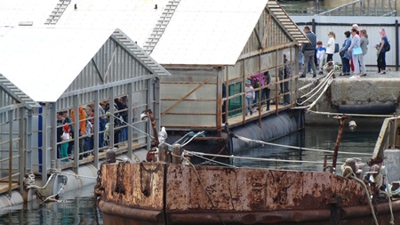 Минприроды проверит информацию о детенышах моржей в бывшей "китовой тюрьме"