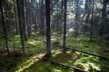 Вырубленный лес в иркутском заказнике "Туколонь" высадят в 2021 году