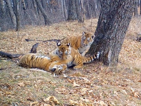 Редкое видео с амурскими тигрятами получили в нацпарке "Земля леопарда"