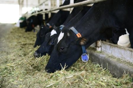 Курганская область в 2020г увеличит объем поддержки животноводства в 1,8 раза
