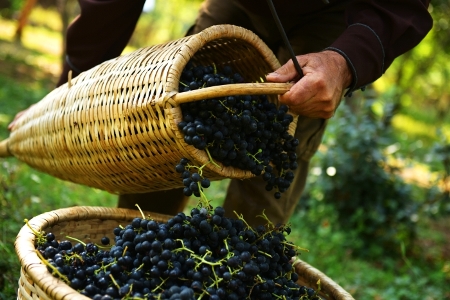 Урожай винограда в Крыму в 2019 году вырос на четверть