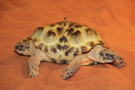 Более 4 тыс. краснокнижных черепах, изъятых в Оренбуржье, переданы экологам