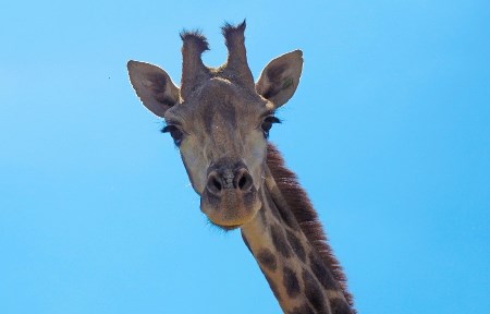 Жираф погиб после падения в красноярском зоопарке "Роев Ручей"