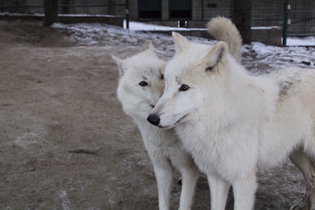 Полярная волчица из пензенского зоопарка обзавелась женихом незадолго до Нового года