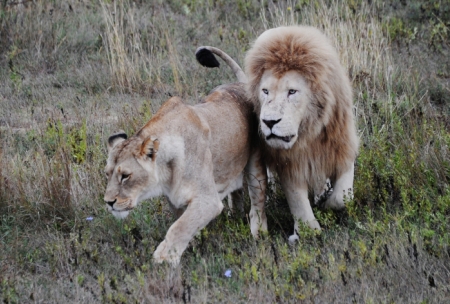 Суд в Крыму закрыл еще на месяц крупнейший парк львов в Европе