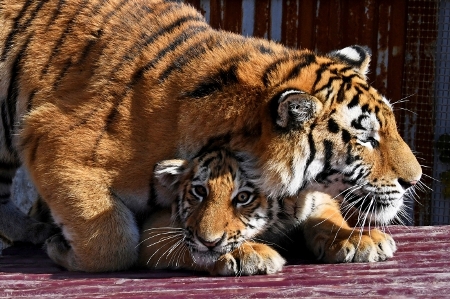 Амурская тигрица, выпущенная после реабилитации в ЕАО, принесла первое потомство