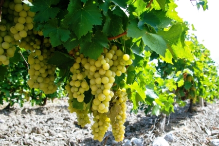 Закон о виноградарстве и виноделии подписан президентом РФ