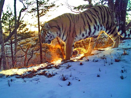 Снимки амурского тигра и дальневосточного леопарда стали лучшими в конкурсе фотоловушек