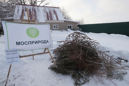 Акция по сбору новогодних елей в переработку началась в Москве