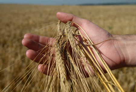 Минсельхоз подтвердил прогноз экспорта зерна из РФ в текущем сельхозгоду в 45 млн тонн с учетом квоты