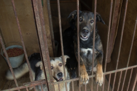Власти Якутска через суд просят увеличить финансирование на отлов и содержание безнадзорных животных