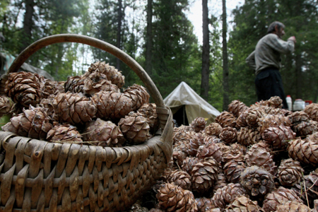 Томская область увеличила экспорт кедрового ореха в 4 раза