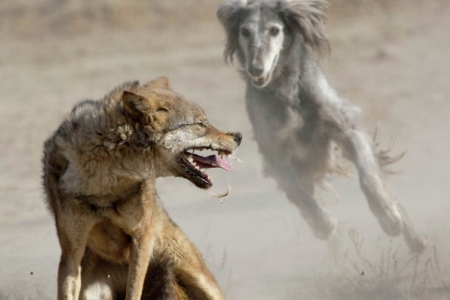 Охота на волков объявлена в Рязанской области